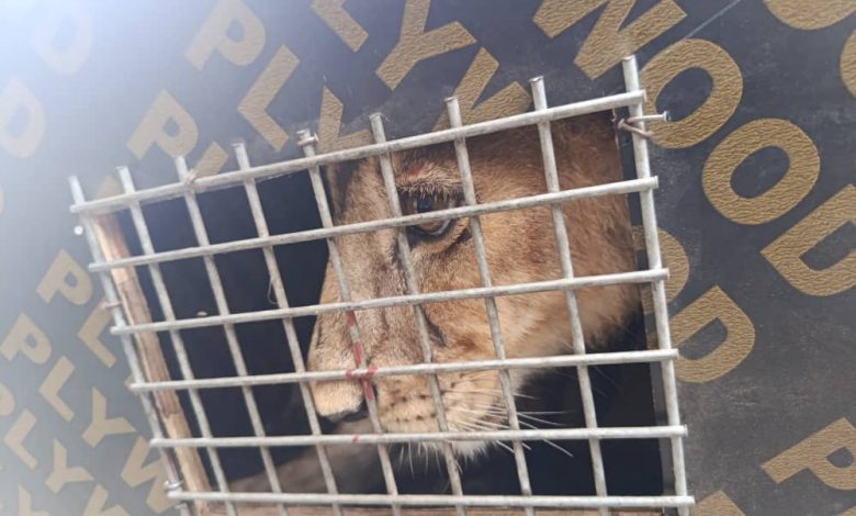 Customs intercepts endangered lion, monkeys at Seme Border